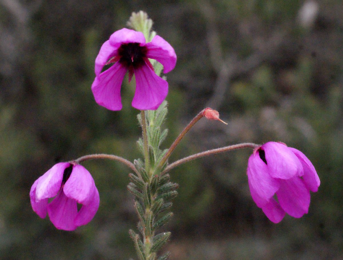 Tetratheca confertifolia flower