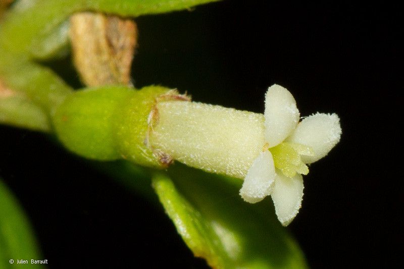 Antirhea rhamnoides flower