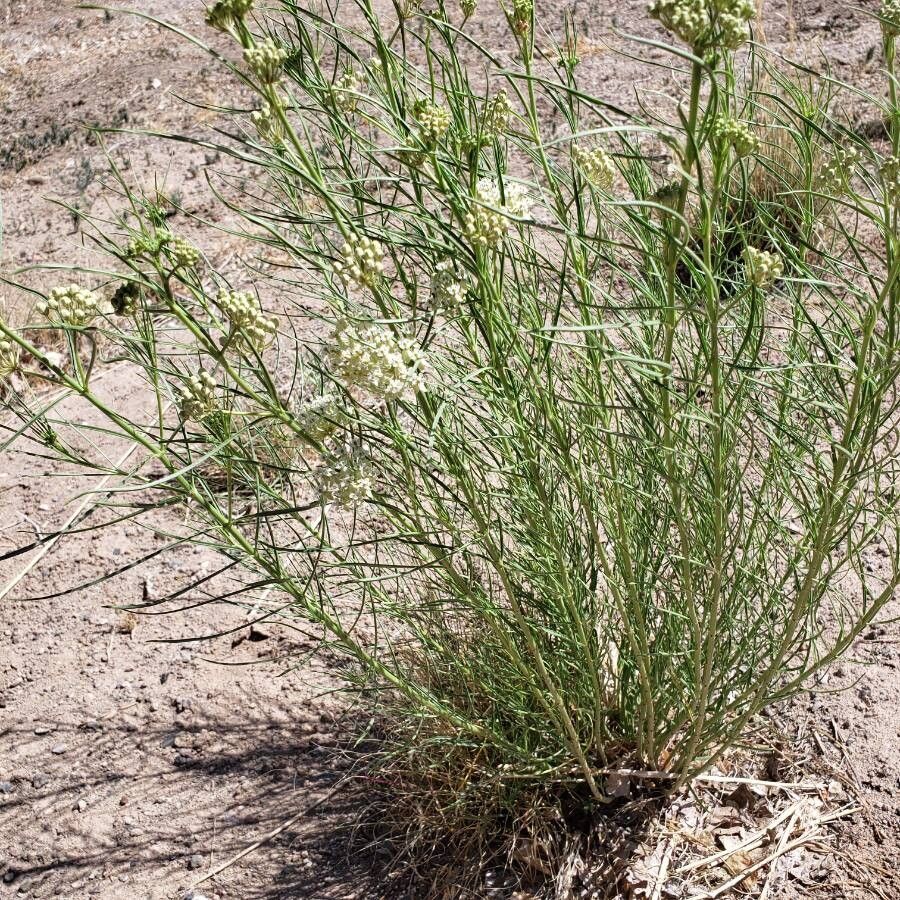 Asclepias subverticillata — search result for 'Asclepias'