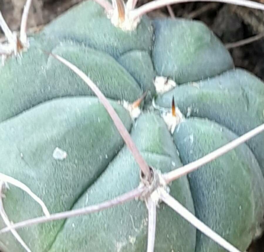 Gymnocalycium pugionacanthum bark