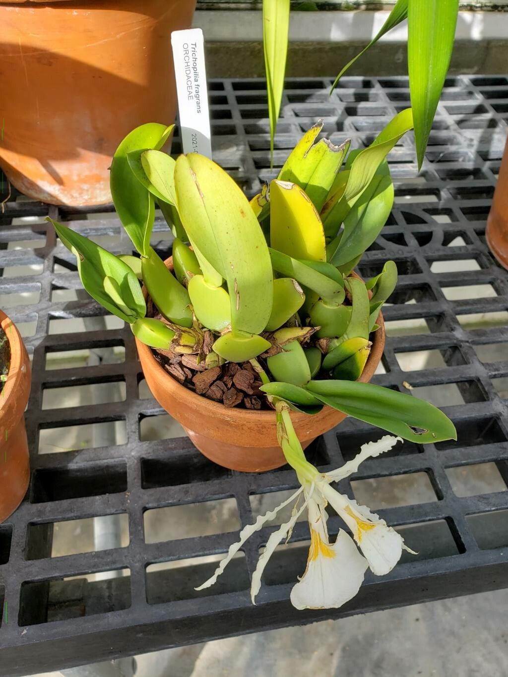 Trichopilia fragrans habit