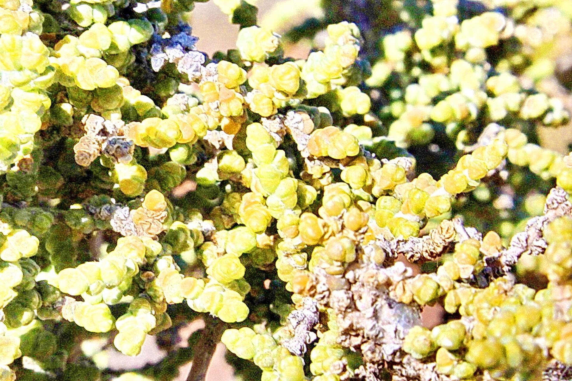 Caroxylon aphyllum — related species from the same genus