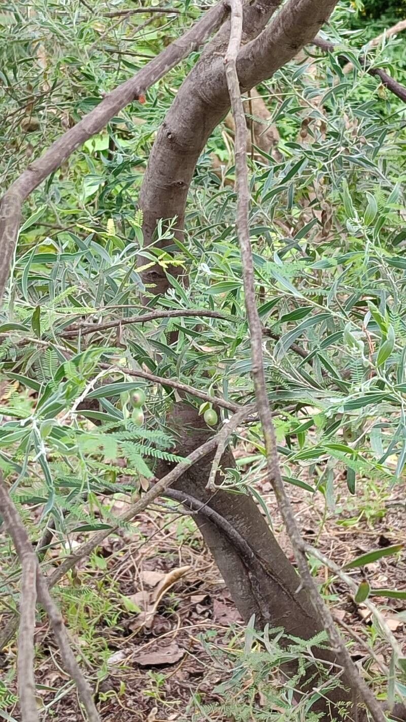 Acacia × hanburyana leaf