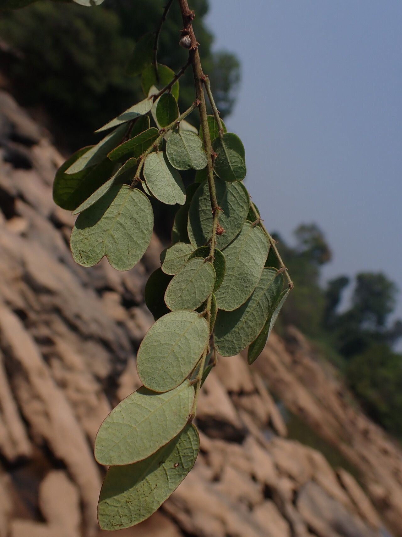 Phyllanthus polyspermus leaf