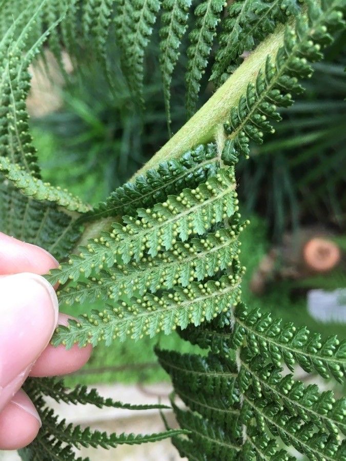Dicksonia antarctica fruit
