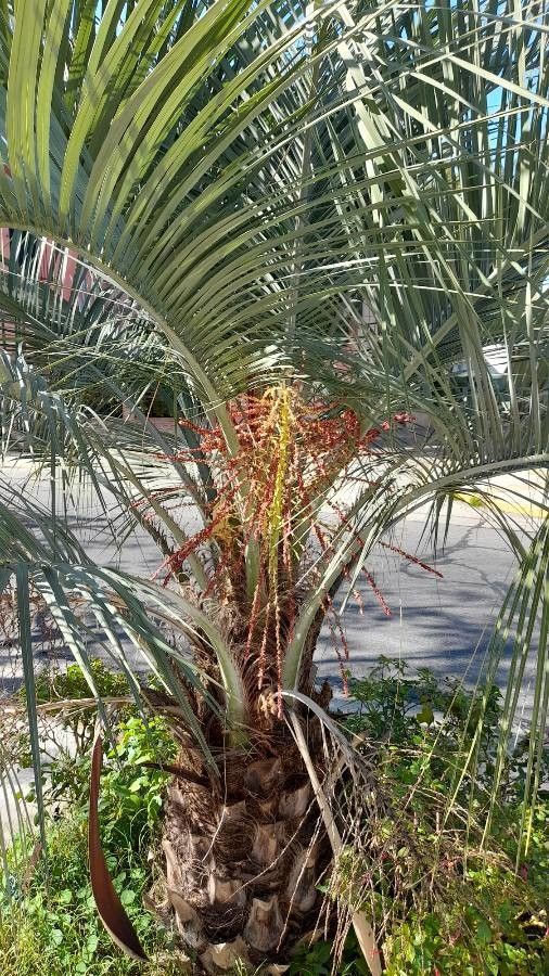 Butia capitata fruit