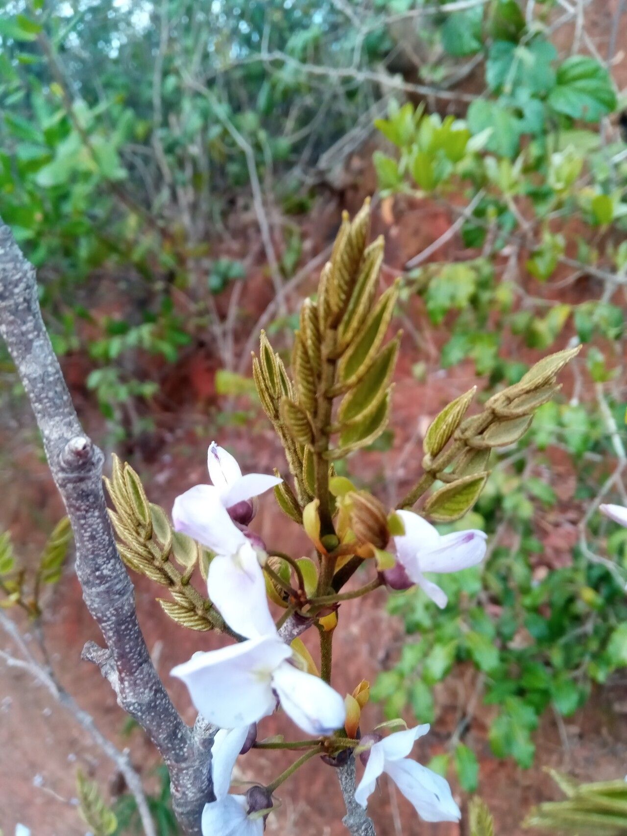 Millettia capuronii flower