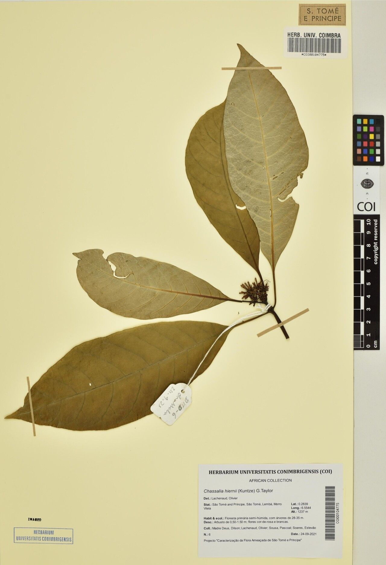 Chassalia hiernii — houseplant care guide