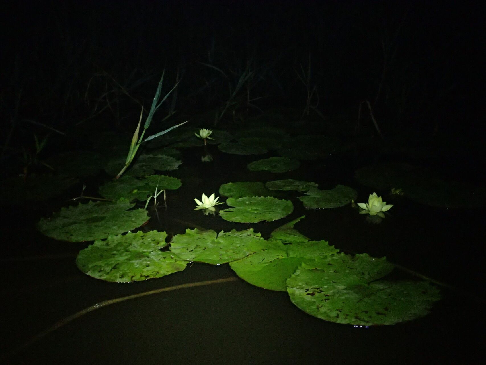 Nymphaea rudgeana habit