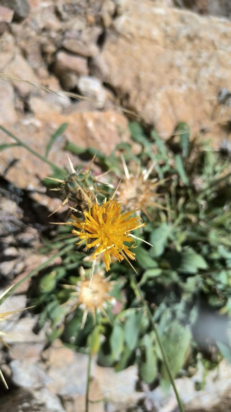 Centaurea saxicola — houseplant care guide