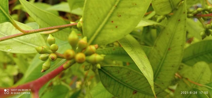 Eucalyptus obliqua fruit