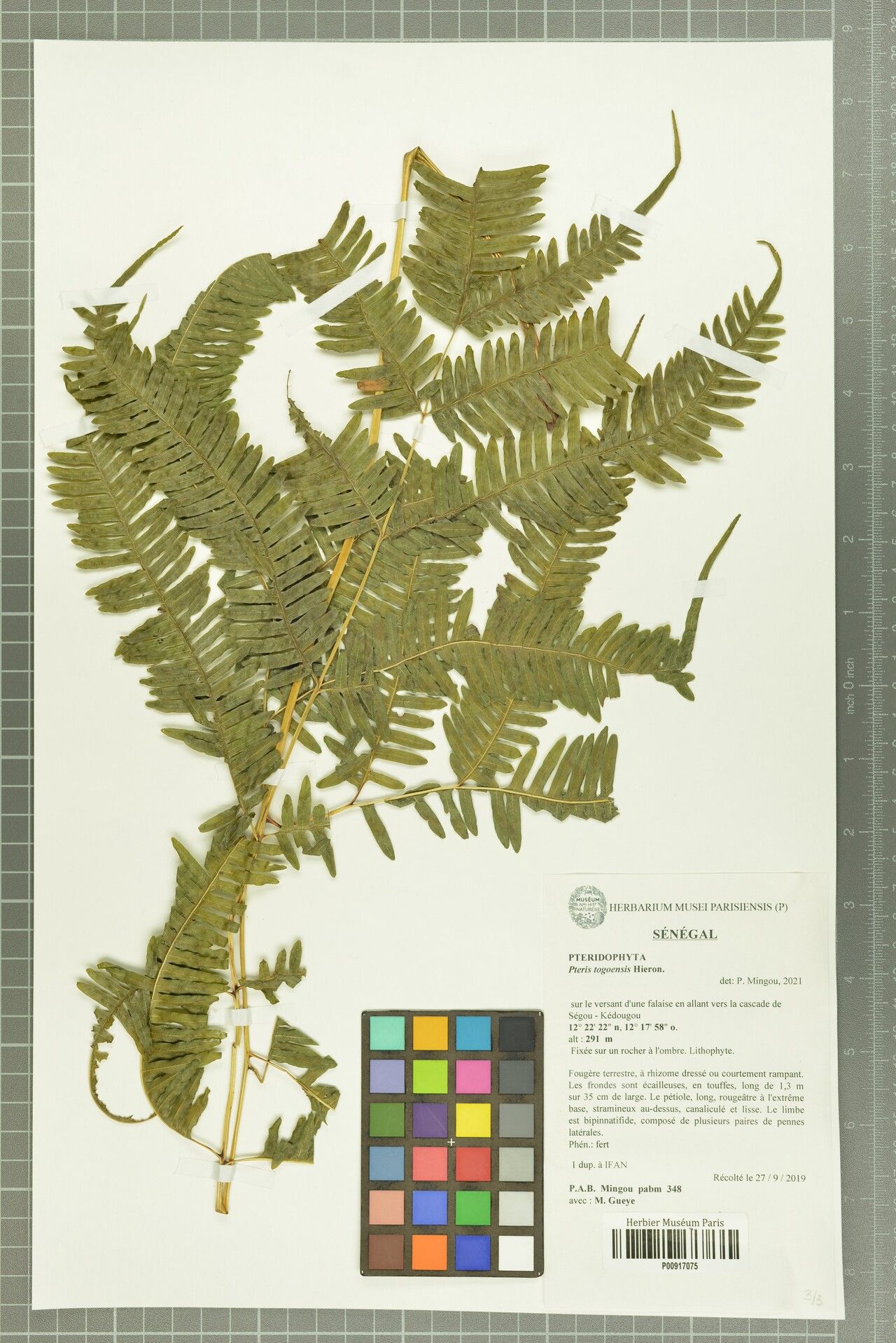 Pteris togoensis — search result for 'Pteris'
