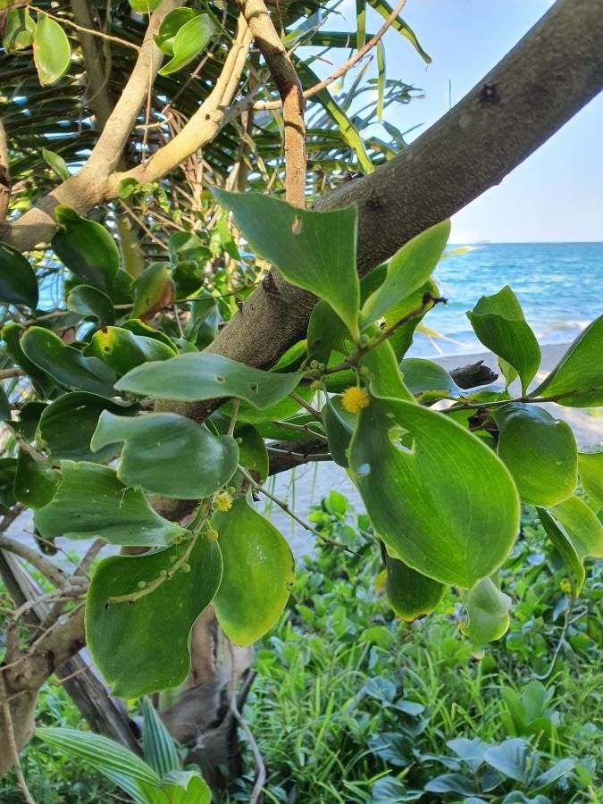 Acacia simplex — search result for 'Fiji'