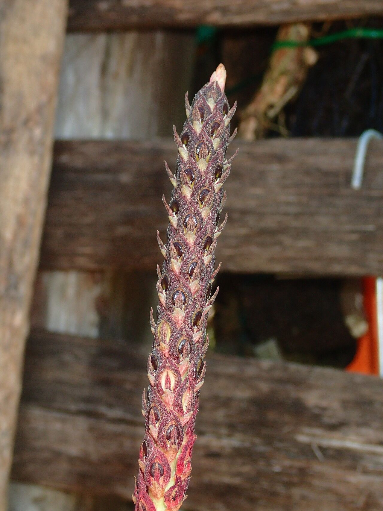 Bulbophyllum hirsutiusculum flower