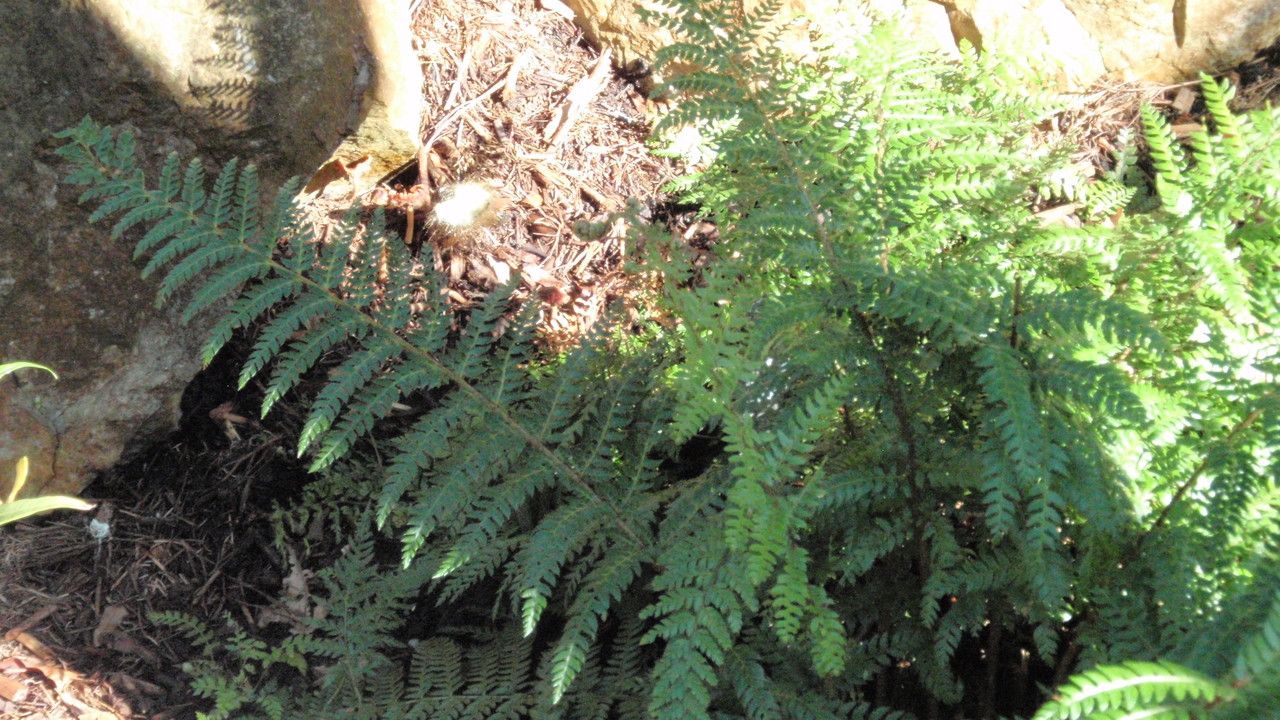 Polystichum australiense — houseplant care guide