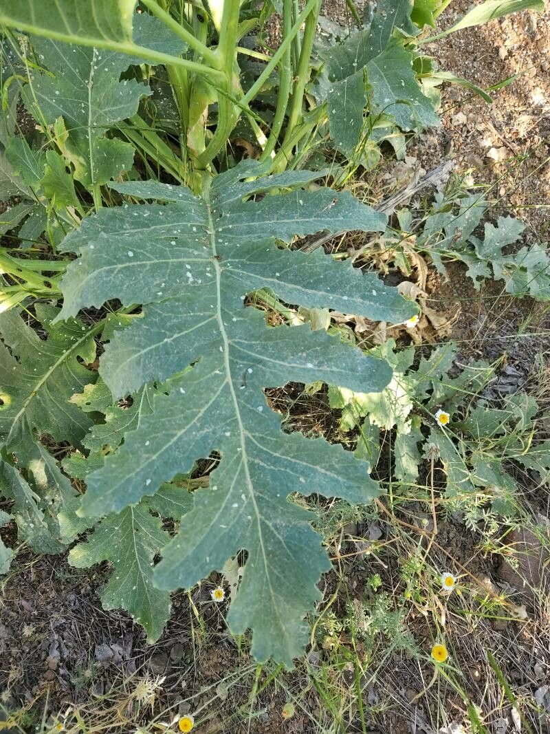 Crambe tataria — search result for 'Crambe'