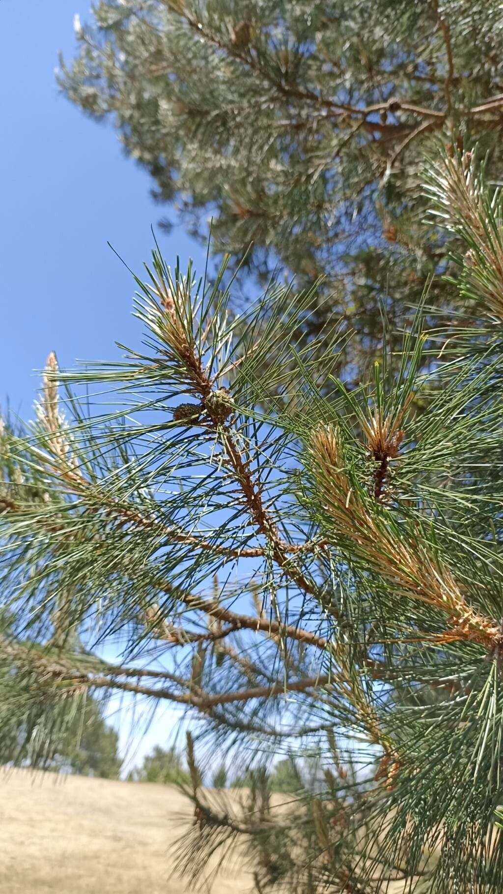 Pinus teocote — houseplant care guide