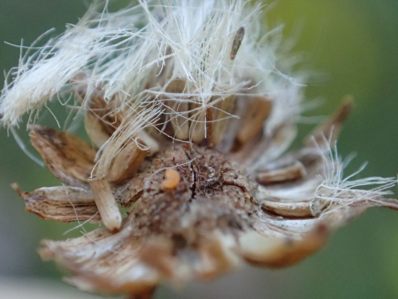 Jacobaea erratica fruit