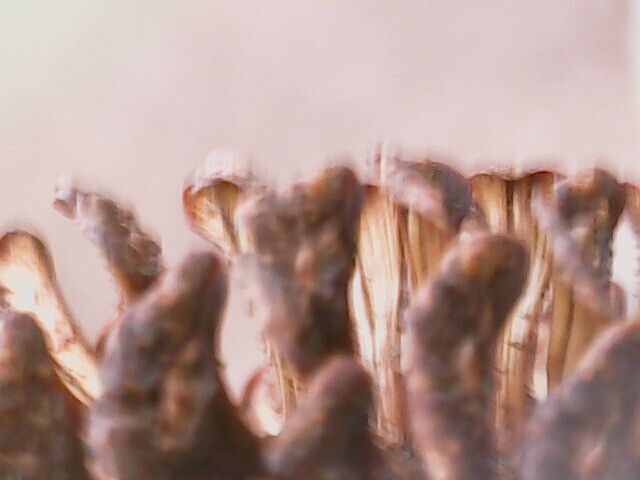 Alnus subcordata fruit