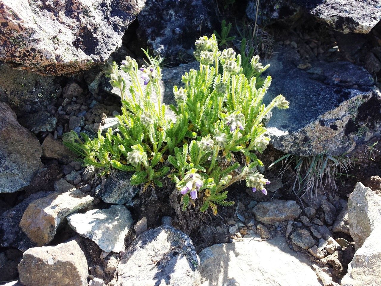 Polemonium elegans habit