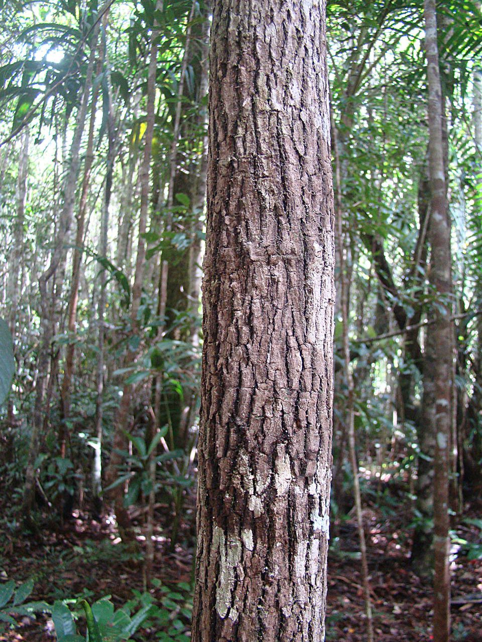 Diospyros margaretae bark