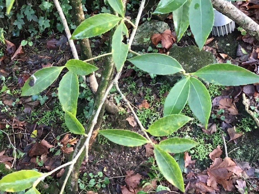 Osmanthus decorus — search result for 'Osmanthus'