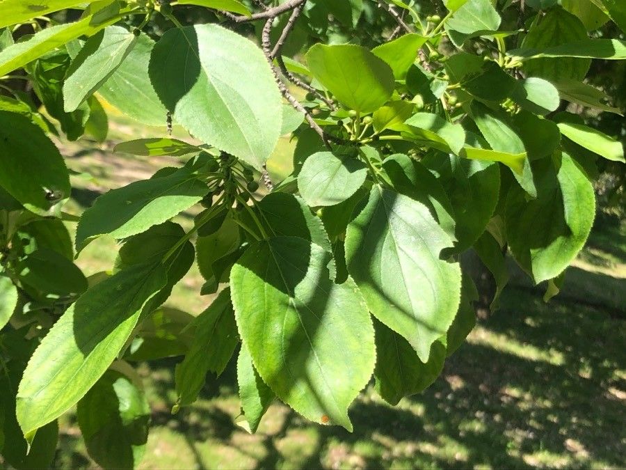 Rhamnus ussuriensis leaf