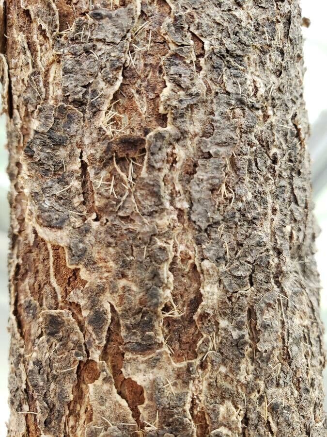 Dombeya spectabilis bark