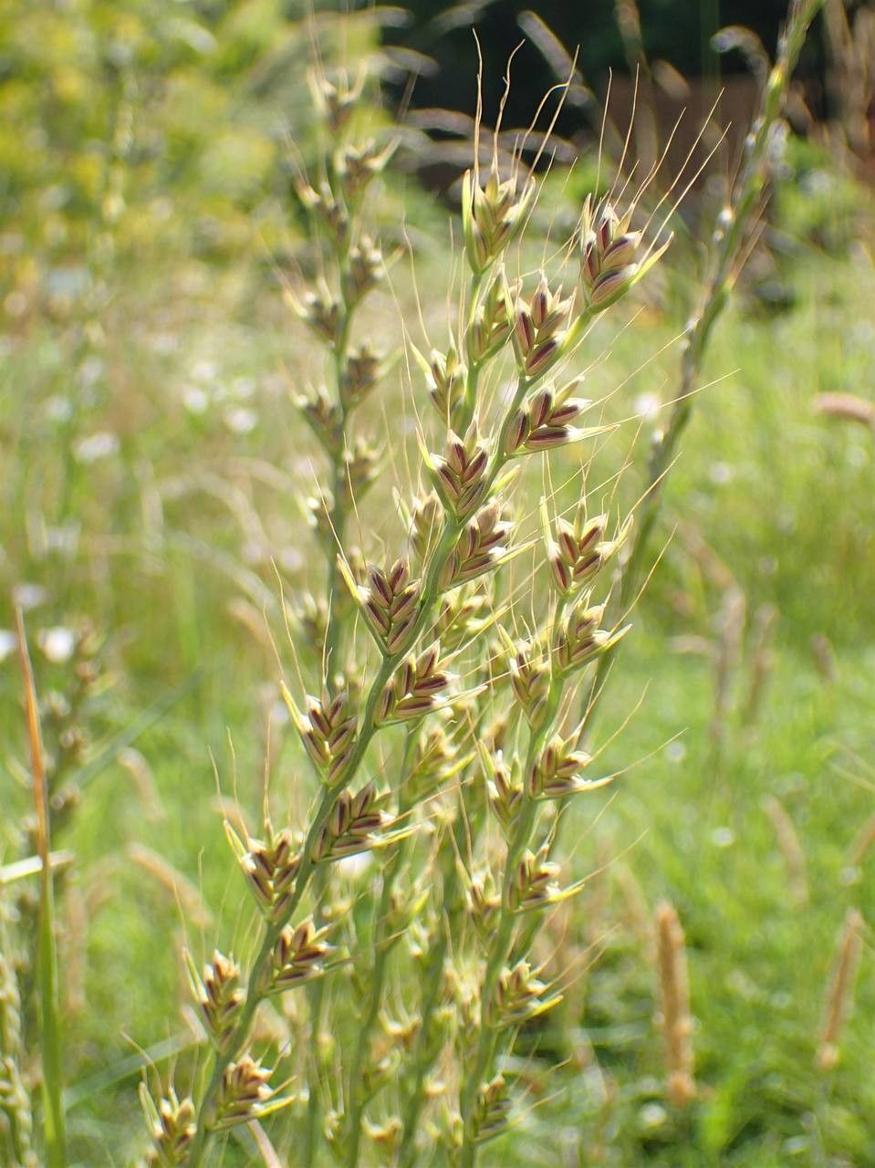 Lolium temulentum fruit