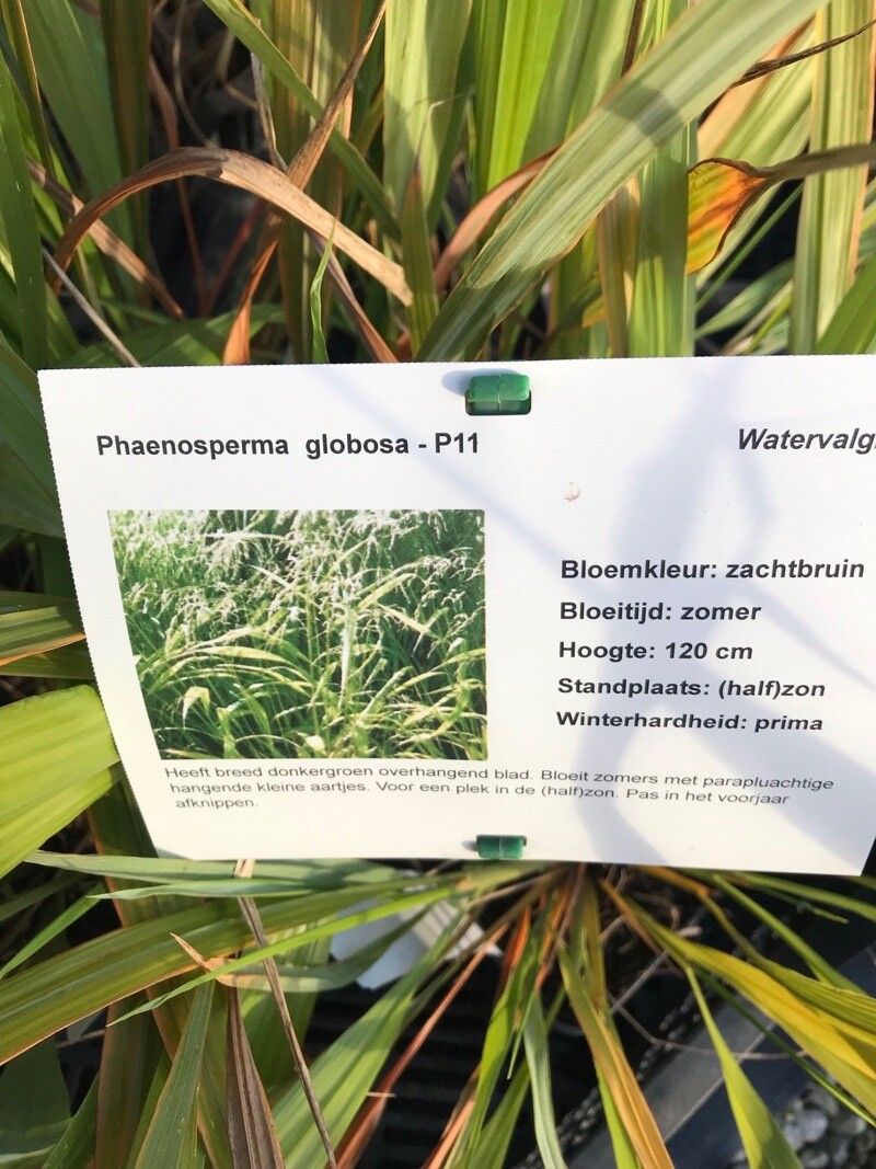 Phaenosperma globosa — related species from the same genus
