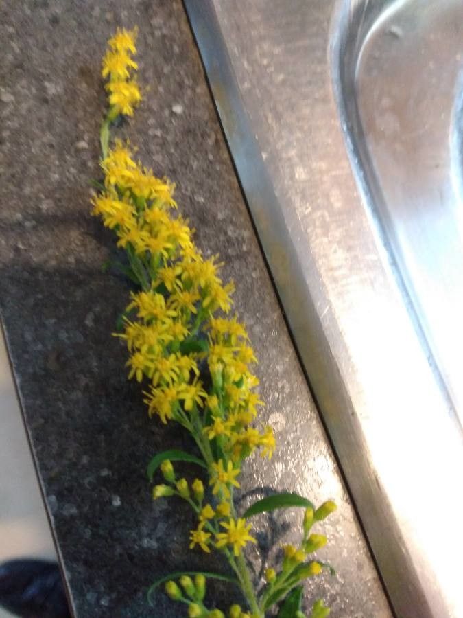 Solidago latissimifolia — search result for 'Solidago'
