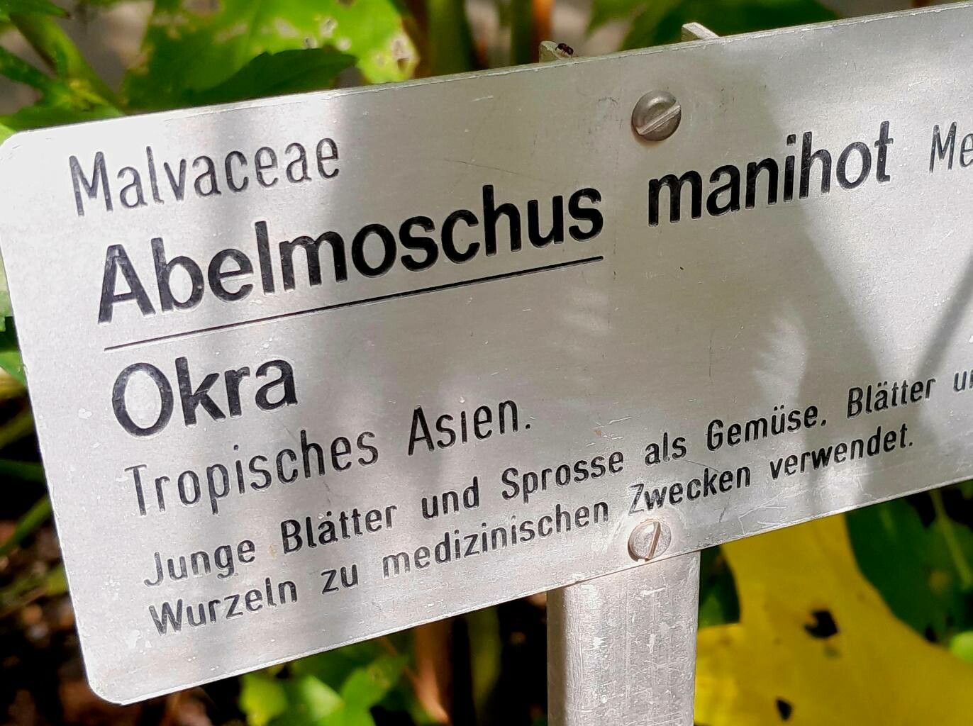 Abelmoschus manihot other