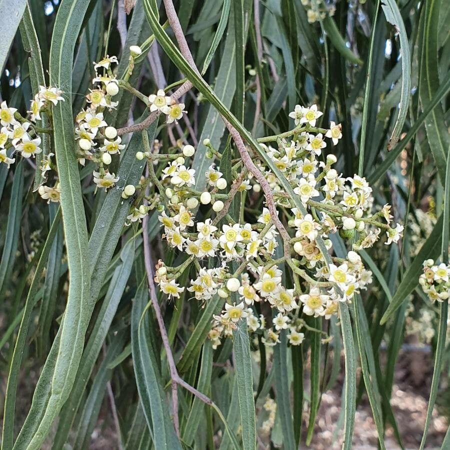 Geijera parviflora flower