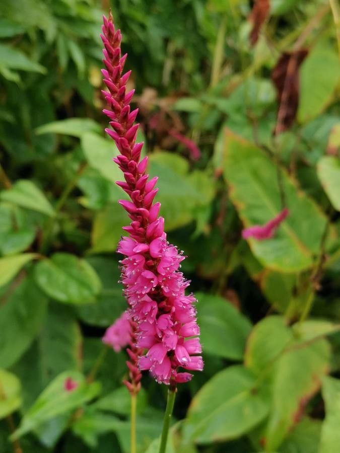 Persicaria amplexicaulis flower