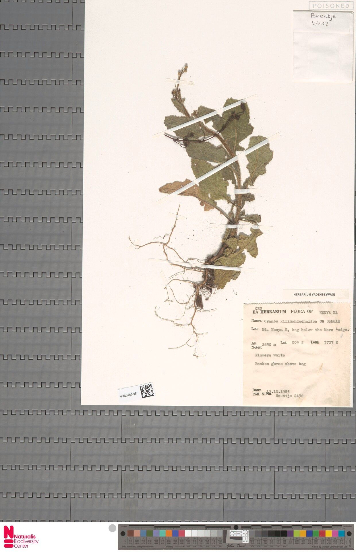 Crambe kilimandscharica — search result for 'Crambe'