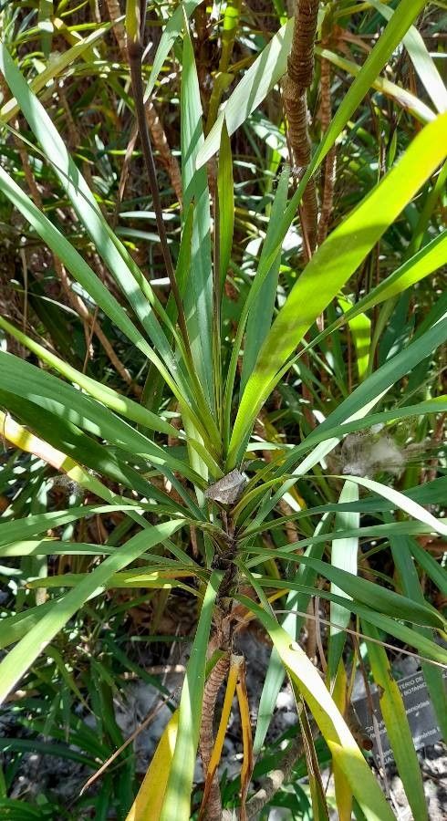 Cordyline congesta