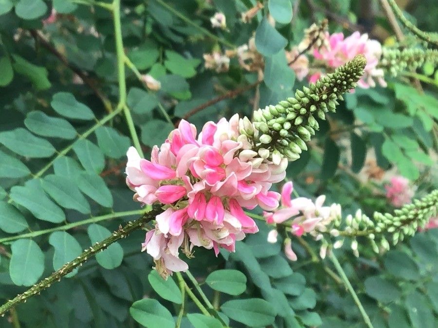 Indigofera jucunda flower