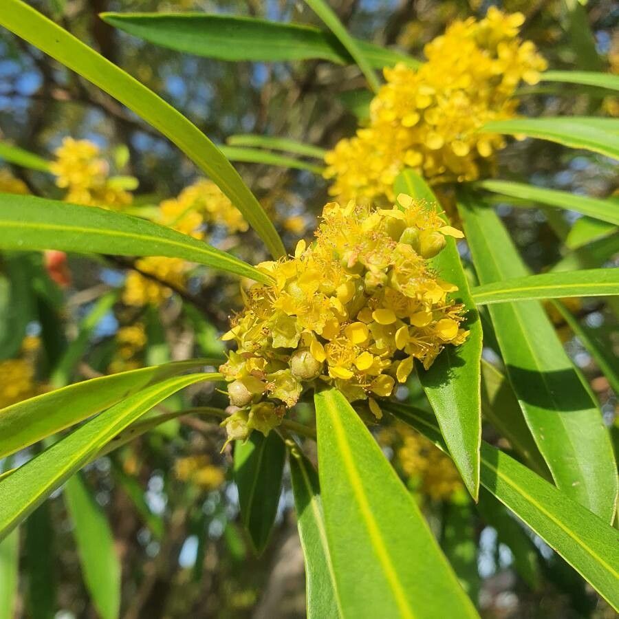 Tristaniopsis laurina flower