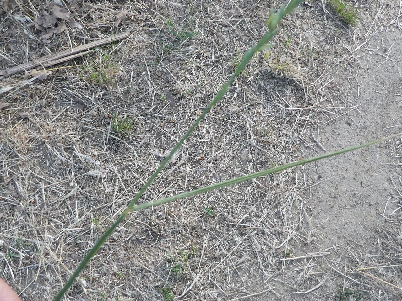 Alopecurus myosuroides — search result for 'Alopecurus'