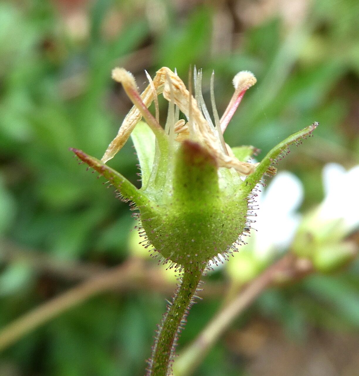 Saxifraga granulata fruit