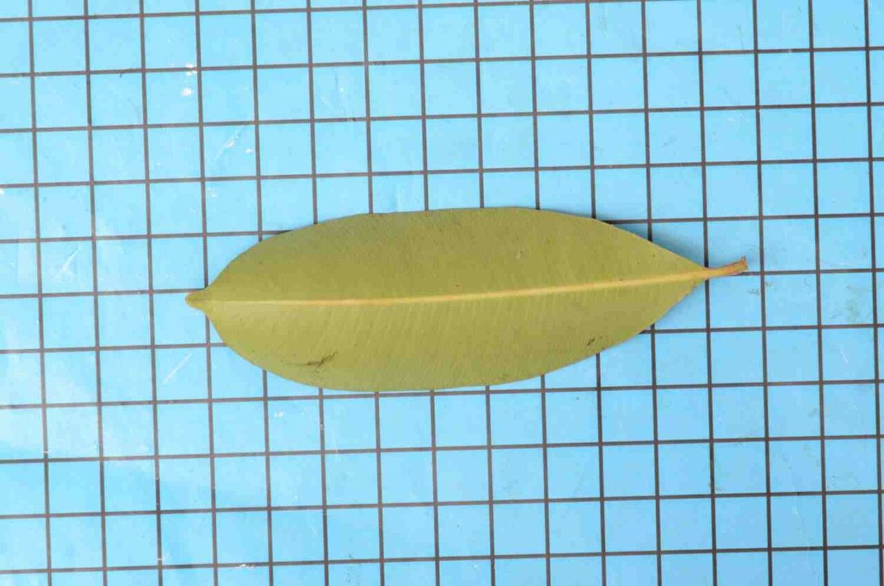 Hancornia speciosa — search result for 'Peru to Bolivia'