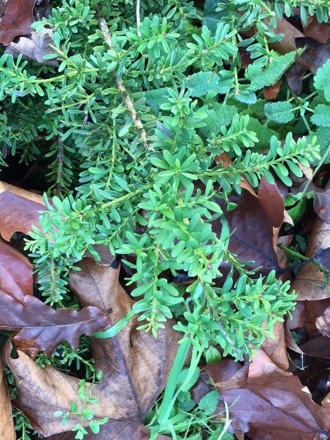 Podocarpus lawrencei — search result for 'Podocarpus'