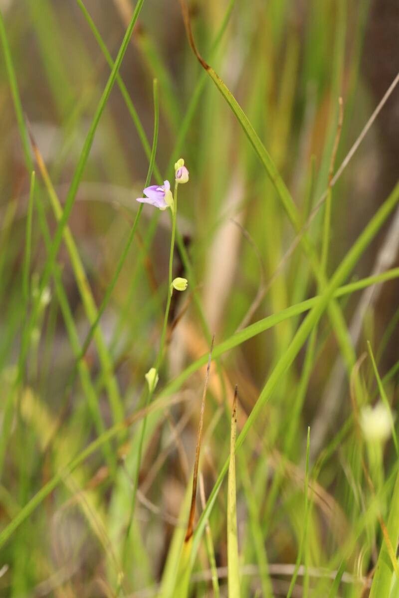 Utricularia caerulea flower