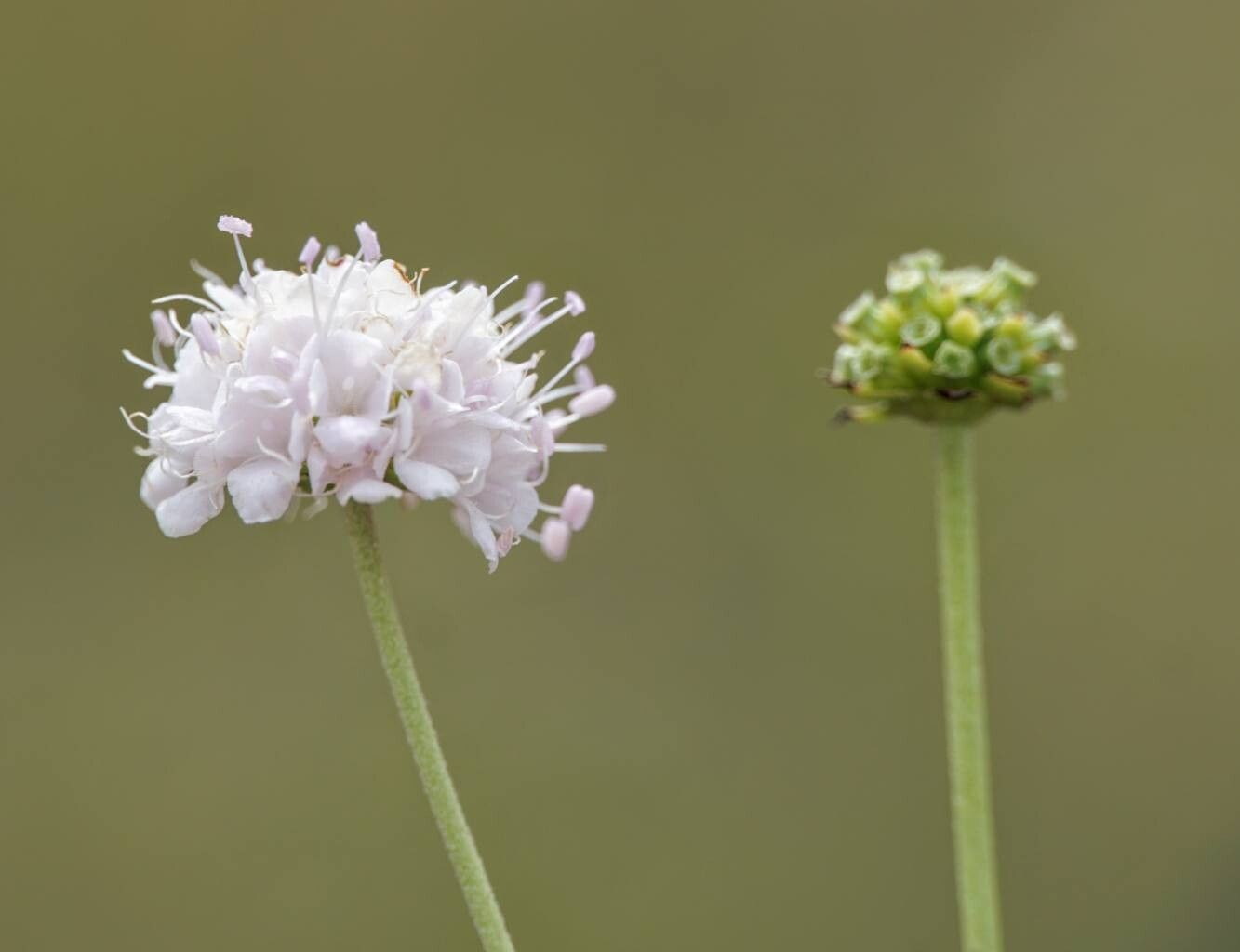 Succisella petteri flower