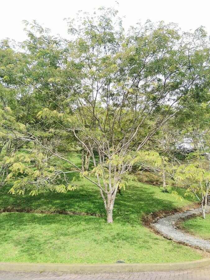 Cassia grandis habit