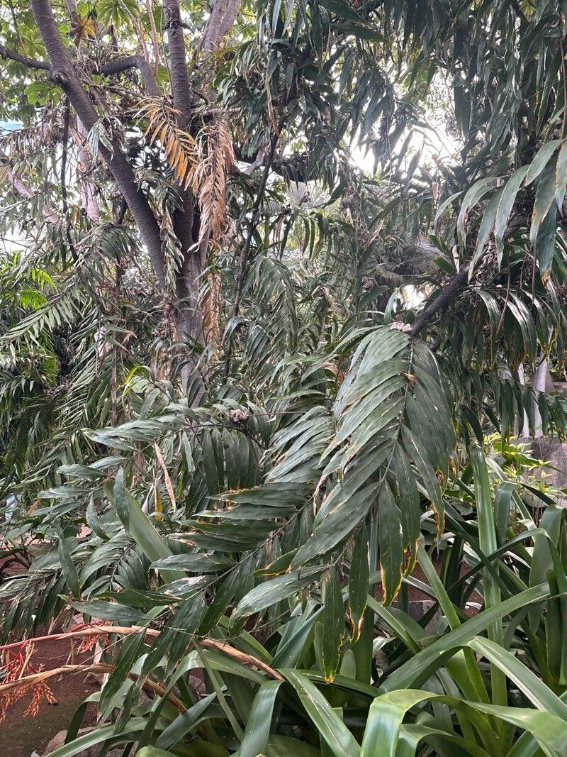 Desmoncus orthacanthos — related species from the same genus