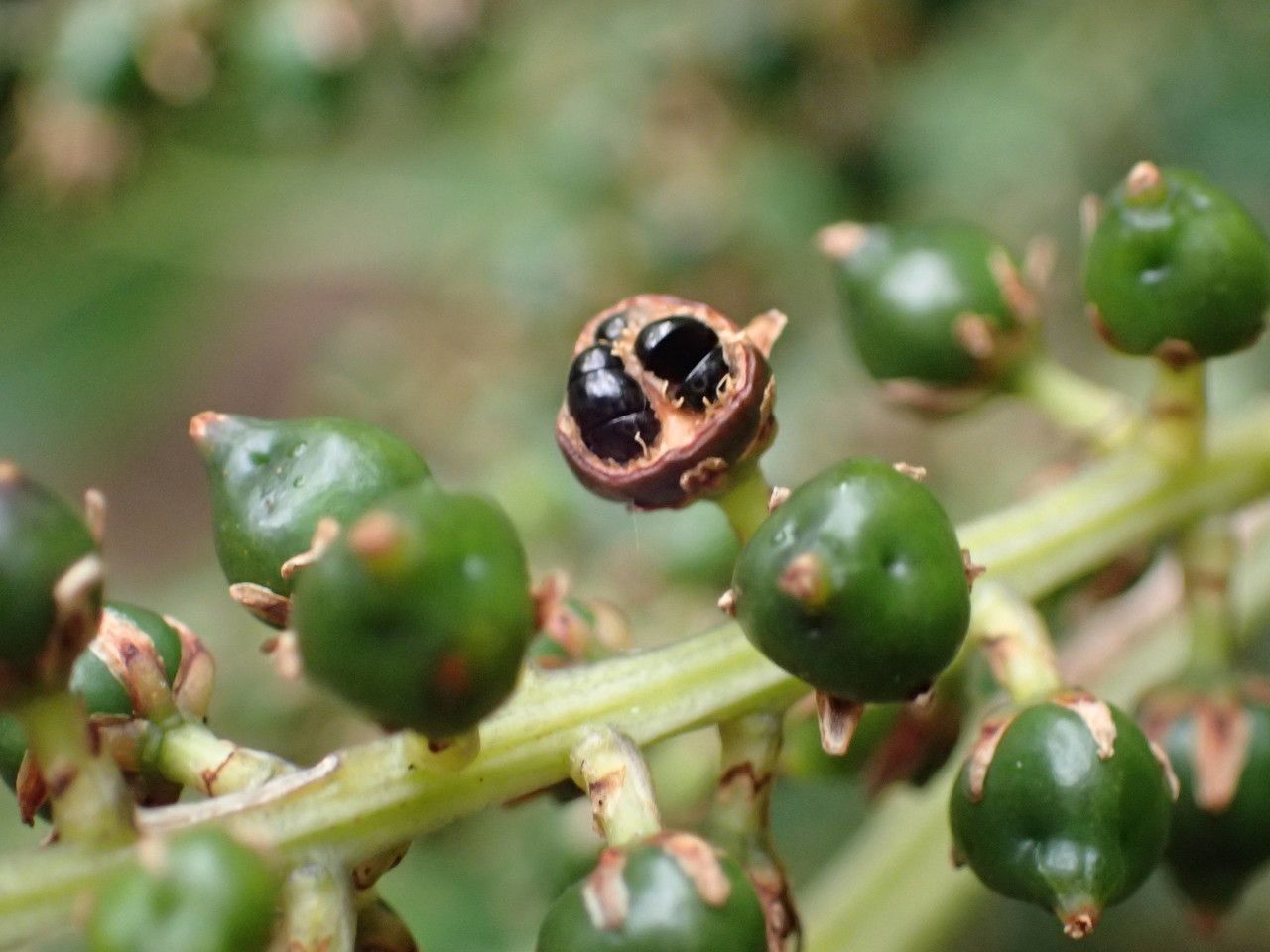 Cordyline mauritiana fruit