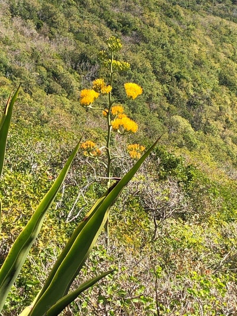 Agave caribaeicola flower