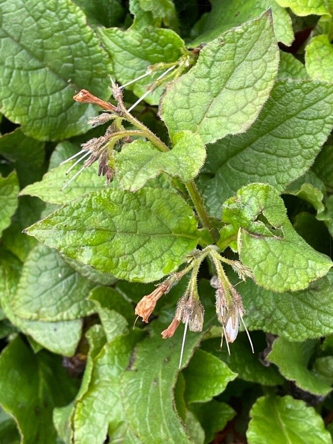 Symphytum grandiflorum — search result for 'Symphytum'