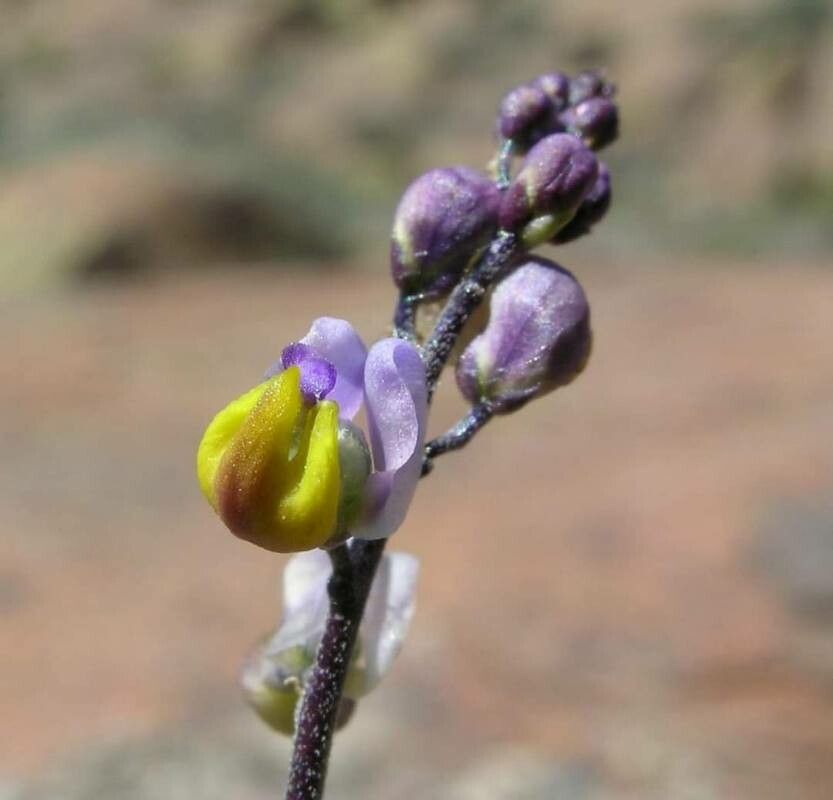 Lupinus sparsiflorus flower